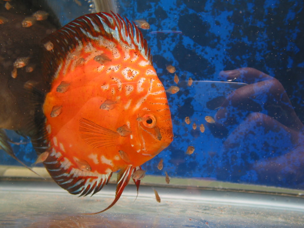 Home - Dallas Discus